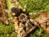 Brachypelma hamorii