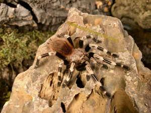 Vitalius chromatus ex. Nhandu chromatus