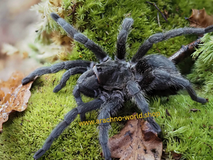 Grammostola pulchra