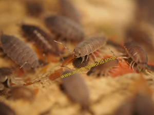 Porcellionides pruinosus ''Kubanische Asseln'' grau