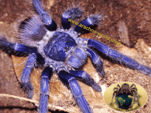 Lasiocyano sazimai ex. Pterinopelma sazimai
