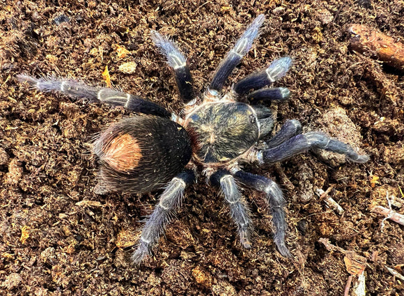 Theraphosinae (Haplotremus) sp. Inca gold RARITÄT!