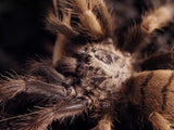 Chilobrachys fimbriatus