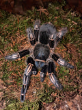 Aphonopelma seemanni