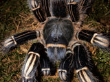 Aphonopelma seemanni