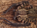 Cupiennius salei