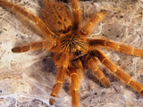 0.1 Pterinochilus murinus umv