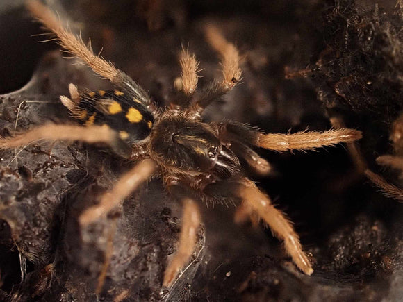 Hapalopus sp. Kolumbien klein