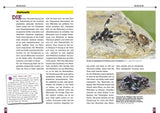 Art für Art - Springspinnen