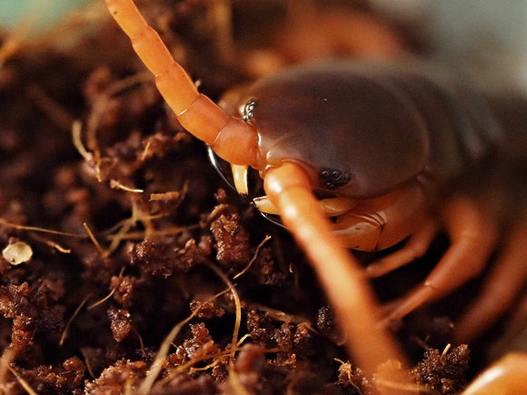 Scolopendra dehaani 