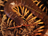 Scolopendra dehaani (Vietnam)