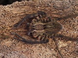 Cupiennius salei