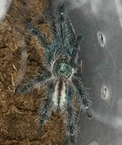 Iridopelma hirsutum