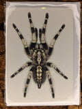 Poecilotheria miranda - Kunstdruck DIN A6