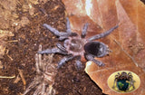 Grammostola pulchra