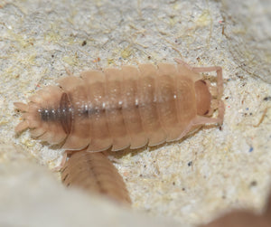 Porcellio scaber ghost