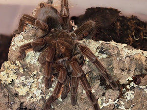 Pamphobeteus sp. Machala