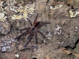 Pamphobeteus sp. Machala