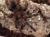 Pamphobeteus sp. Machala