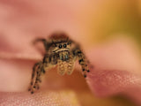 Phidippus adumbratus (Springspinne)