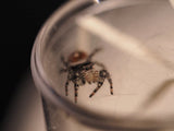 Phidippus adumbratus (Springspinne)