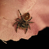 Phidippus adumbratus (Springspinne)