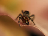 Phidippus adumbratus (Springspinne)