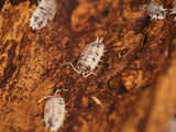 Porcellio laevis "Panda"