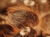 Acanthoscurria geniculata