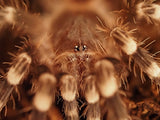 1.0 Acanthoscurria geniculata