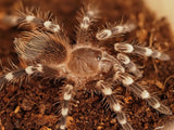 1.0 Acanthoscurria geniculata