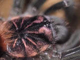 Xenesthis intermedia