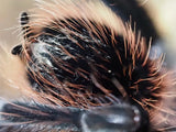 Xenesthis intermedia