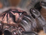 Xenesthis intermedia