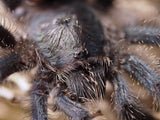 Avicularia metallica "Guayana"