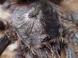 Avicularia metallica "Guayana"