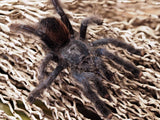 0.1 Avicularia metallica "Guayana"