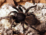 0.1 Haplopelma sp. Thailand