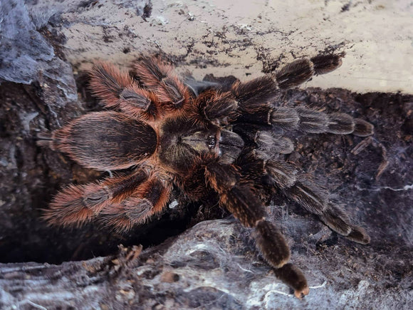 Psalmopoeus victori