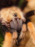 Brachypelma boehmei