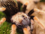 Brachypelma boehmei