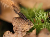 Brachypelma boehmei