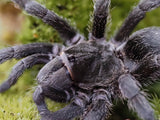 Grammostola pulchra