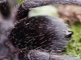 Grammostola pulchra