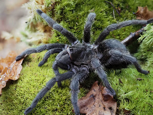 Grammostola pulchra