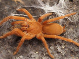 Orphnaecus philippinus