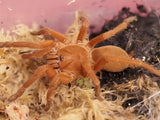 Orphnaecus philippinus