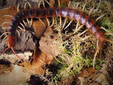 Scolopendra gigantea "white legs"