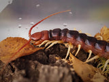 Scolopendra gigantea "white legs"