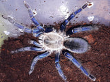 Haplopelma lividum